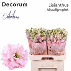 Лизиантус G-Lisianthus-Alissa Ligh Pi-70cm 6201c463-4882-11f1-0a80-0bad000b33d7