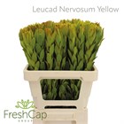 Леукадендрон-Leucadendron-Nervosum Yellow-60cm 62042ea9-2763-11f1-0a80-11a100040b6d