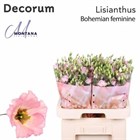 Лизиантус G-Lisianthus G-Bohemian Femin-70cm 6228ef5d-2763-11f1-0a80-11a100040b73