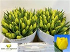 Тюльпан-Tulip-Du Double Trouble-37cm-48gr 623b7a68-2763-11f1-0a80-11a100040b76