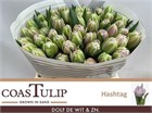 Тюльпан-Tulip-Du Hashtag-40cm-50gr 623ed584-2763-11f1-0a80-11a100040b79