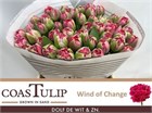 Тюльпан-Tulip-Du Ov-43cm-43gr 62424ce6-2763-11f1-0a80-11a100040b7c