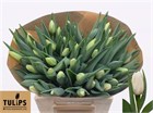 Тюльпан-Tulip-En Snowboard-40cm-36gr 624a8b3b-2763-11f1-0a80-11a100040b82