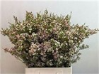 Ваксфлауэр-Chamelacium-Un My Sweet 16-70cm-52gr 624f7db7-381e-11f1-0a80-0567002652ea