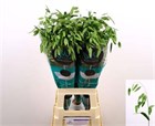Хасмантиум-Chasmanthium-Lat Mantis-80cm 625245ff-381e-11f1-0a80-0567002652ed