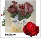 Тюльпан-Tulip-Du Emblazon-60cm-65gr 625f13c0-2763-11f1-0a80-11a100040b88