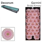 Гербера-Gerbera-Germini Bridal Kimsey Diamond-50cm 626c056e-381e-11f1-0a80-0567002652f0