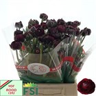 Ранункулус-Ranunculus-Aazur Bordeaux-46cm-65gr 629600f5-381e-11f1-0a80-056700265365