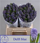 Гиацинт-Hyacinthus- Delft Blue-30cm 62f80063-381e-11f1-0a80-05670026536f