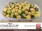 Тюльпан-Tulip-Fr Queensland-33cm-36gr 62feac62-381e-11f1-0a80-056700265372