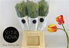 Тюльпан-Tulip-Pa Flaming Parrot-50cm-55gr 6306db1f-381e-11f1-0a80-056700265375