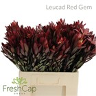 Леукадендрон-Leucadendron-Red Gem-50cm 6316a312-381e-11f1-0a80-056700265378