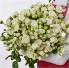 Роза куст. Жозефина 60см (Россия) 65837582-20f0-11f1-0a80-130c002726b1