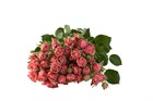 Роза куст-Rosa sp-Antique Trendsetter-50cm-Si 6650e556-154e-11f1-0a80-0513002c14de