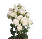 Роза куст-Rosa sp-Jeanine-50cm-/Si 69e90af9-5368-11f1-0a80-02e3000b5b11