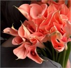 Калла-Calla-Lilies Salmon-CE 69ff260a-43e5-11f1-0a80-0d64002e3152
