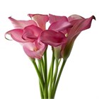 Калла-Zantedechia-Zazu-/55cm 6a186945-1ae1-11f1-0a80-08230023c215