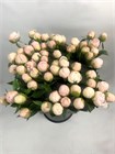 Пион-Peony-Mother Choise-50cm-CE 6a185df6-43e5-11f1-0a80-0d64002e31bf