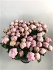 Пион-Peony-Riene Hortense-60cm-CE 6a1e8944-43e5-11f1-0a80-0d64002e31c5
