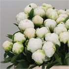 Пион-Peony-White C. Tain-50cm-CE 6a2198d9-43e5-11f1-0a80-0d64002e322c