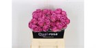 Роза куст-Rosa sp-Misty Bubbles-60cm 6b3785ea-29e6-11f1-0a80-0f4800252792