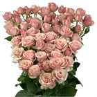 Роза куст-Rosa sp-Destini-50cm-Si 73f504ac-52e9-11f1-0a80-0b1c00017c99