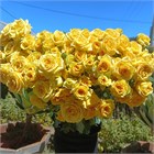 Роза куст-Rosa sp-Marisa-50cm-Si 73fe57d3-52e9-11f1-0a80-0b1c00017c9f