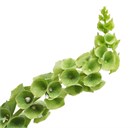 Молюцелла-Moluccella-Larkspur-70cm/IS 7756c74b-14b3-11f1-0a80-07be001ffe0c