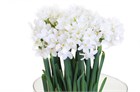 Нарцис-Narcissus-Ta Ziva-45cm-30gr 7a48d72d-1c76-11f1-0a80-00f60022cf40