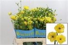 Ранункулус-Ranunculus-Butterfly Dione-60cm-55gr 7a50dc87-1c76-11f1-0a80-00f60022cf43