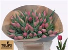 Тюльпан-Tulip-En Lady Bell-38cm-42gr 7a9ae439-1c76-11f1-0a80-00f60022cf4c
