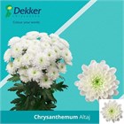 Хризантема куст-Chrysant Tr-Altaj-70cm/105gr 7ad31a6b-504f-11f1-0a80-188a000d7f6c