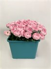 Ранункулус-Ranunculus-Cloni Lady-/CE 7b47f92e-1af7-11f1-0a80-019b0024d90f