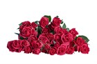 Роза куст-Rosa sp-Quincy-50cm--Si 7f6ab385-5368-11f1-0a80-145e000b44d6