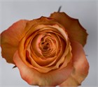 Роза-Rosa-Kahala-50cm-EF 834eb459-4bc2-11f1-0a80-0dec007e9c06