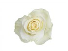 Роза-Rosa-Mondial-60cm-EF 83560a96-4bc2-11f1-0a80-0dec007e9c0c