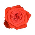 Роза-Rosa-Nina-60cm-EF 83593ae3-4bc2-11f1-0a80-0dec007e9c0f