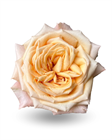 Роза-Rosa-Sweet City-50cm-EF 8366d396-4bc2-11f1-0a80-0dec007e9c1b