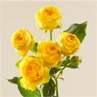 РОЗЫ Луна Трендсеттер 70 см (Россия) 8990939e-4248-11f1-0a80-17ea003a98b9