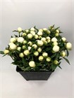 Пион-Peony-Duchesse-80cm-BS 8b3705ee-36a7-11f1-0a80-148d0034fc89