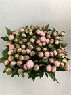 Пион-Peony-Pecher-80cm-BS 8b3a42f0-36a7-11f1-0a80-148d0034fc8c
