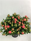 Пион-Peony-Pink Hawai-60cm-BS 8b3d8b76-36a7-11f1-0a80-148d0034fc8f