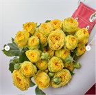 Роза куст. Луна Трендсеттер 60см (Россия) 8fce0f95-20f0-11f1-0a80-01a60027ba5d