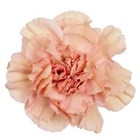 Гвоздика SE-Dianthus SE-Honey--FC 9042102a-1af9-11f1-0a80-08230025388d