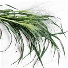 Паникум-Panicum Fontaine 70cm-GW 952c5ed0-5031-11f1-0a80-0c8300075cc9