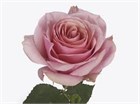 Роза-Rosa-Pink Wave-50cm--IS 989de892-31d3-11f1-0a80-0f6900000879