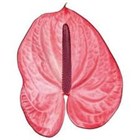 Антуриум (Anthurium) A Candy 99aef261-5030-11f1-0a80-032c0006c22c