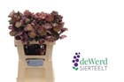 Хеллеборус-Helleborus-Frk Pennys Pink--55cm 9e9e46da-2f3a-11f1-0a80-07820008d02b