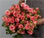 Роза кустовая Корал Йо-йо 70см (Россия) 9ea8424b-2365-11f1-0a80-190200066396