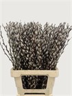 Саликс-Salix-Pussy Willow-70cm Natur-GW 9f45372f-237f-11f1-0a80-0693000be41c